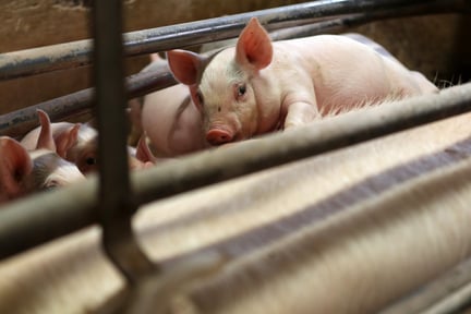 Pattegrise dier hos deres mor, der er fikseret i farebøjler og derfor ikke kan tage sig naturligt af sine unger.