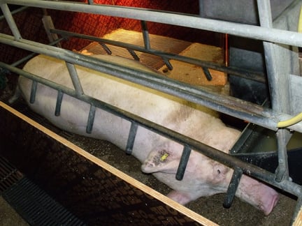 En so fikseret i farebøjle