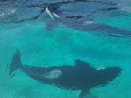 Spækhyggerne Wikie og Keijo i Marineland Antibes