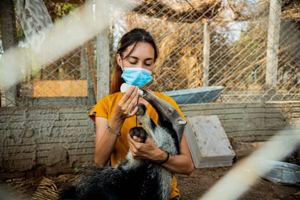Órfãos do Fogo redder forældreløse myreslugerunger på flugt fra brandene i Pantanal, Brasilien