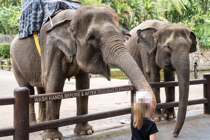 Elefanter med saddel på i Mason Elephant Park, Bali.