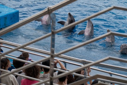 Optrædende delfiner i spansk delfinarium