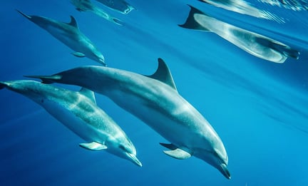 Delfiner i havet. Foto: Lobosonda