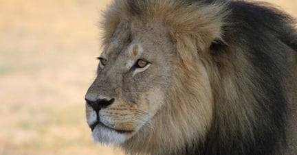 Cecil the lion