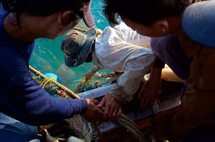 The world’s biggest navies must help stop vessels fishing illegally, and save animals - World Animal Protection - Sea Change