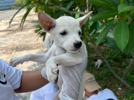 Hund får hjælp efter jordskælv i Myanmar