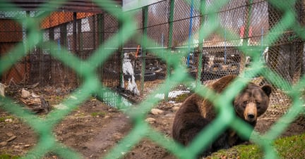 Baloo in a cage