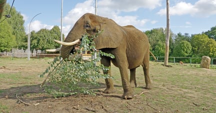 Elefanten Kariba i Pakawi Park