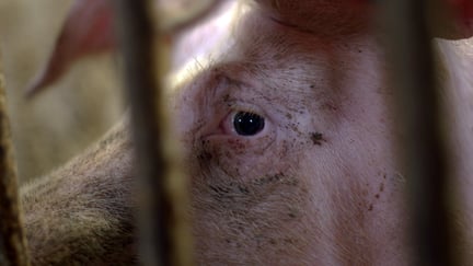 So kigger ud gennem tremmer