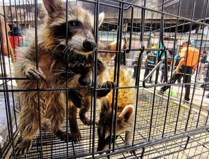 Vaskebjørne i bur på Chatuchak Park dyremarked i Thailand