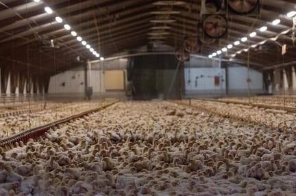 Turbokyllinger i dansk kyllingestald. Foto: Jo-Anne McArthur / We Animals