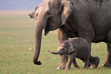 Elefant mor og unge