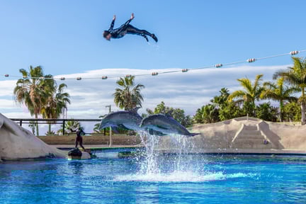 Delfinshow i Aqualand på Tenerife