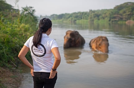 Direktøren for World Animal Protections thailandske kontor foran badende elefanter i elefantreservatet Somboon Legacy Foundation.