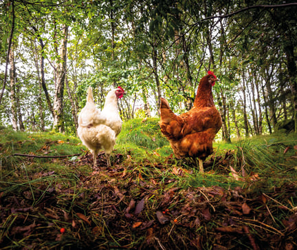 Høner i naturlige omgivelser