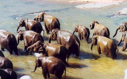 Over 100 rejseselskaber har nu droppet elefantridning
