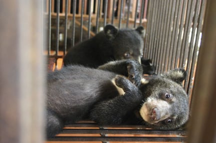 En konfiskeret bjørneunge i Vietnam, der ville være endt i bjørnegaldeindustrien.