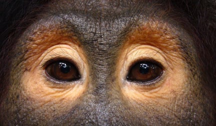 Orangutanger reddet, fra turistindustrien eller fra et liv som kæledyr kan ikke altid klare sig selv i naturen. Vi har støttet et ø-reservat, hvor de kan leve beskyttet resten af livet.