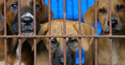 Hunde i hundekødsproduktionen i Sydkorea. Foto: Korean Animal Welfare Association (KAWA)