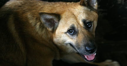 Nyt forbud mod at sælge hundekød på Yulin-festivalen