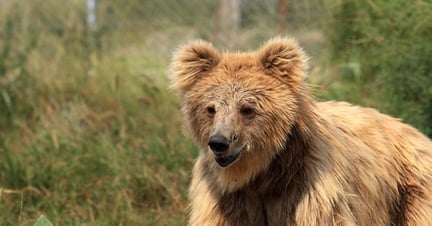 Bhoori nyder livet i bjørnereservatet Zarnesti i Rumænien