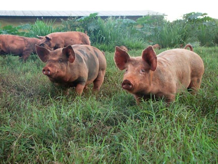 Grise på en dyrevenlig eksperimenterende gård i Brasilien