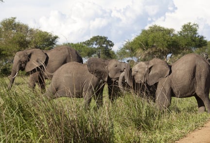 En elefantflok i Mikumi National Park, Tanzania