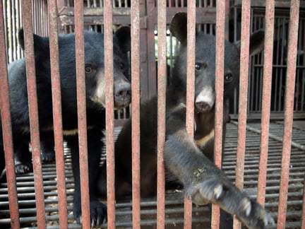 Bjørne på sydkoreansk bjørnegaldefabrik
