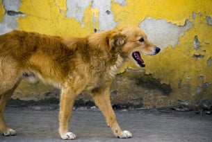 En herreløs hund i staten Puebla i Mexico. World Animal Protection har hjulpet landet med at udrydde rabies ved at vaccinere hundene.