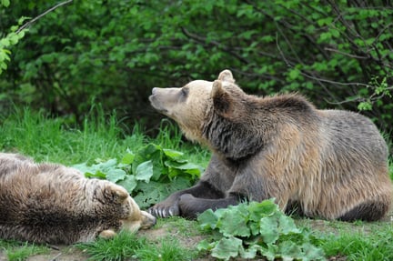 I det bjørnereservat, vi finansierer i Rumænien, kan reddede bjørne få et nyt liv