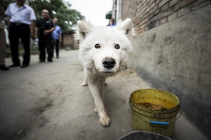 Hund i Kina
