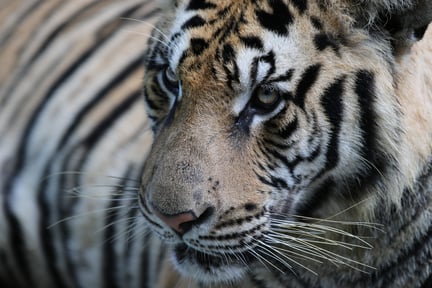 Fem tigre konfiskeret fra Thailands Tigertempel