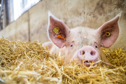 Drægtig gris hviler i en indendørs gård med højere velfærd