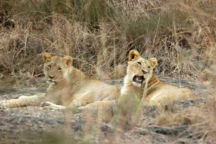 To hunløver i en nationalpark i Østafrika