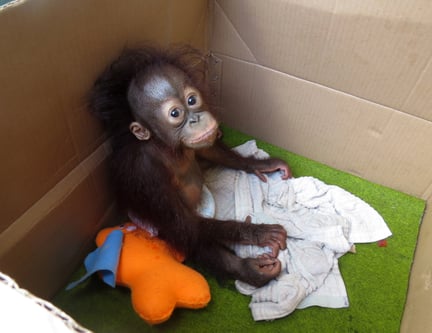 Orangutangungen George blev holdt som kæledyr hos en familie. Han kom til rehabiliteringscentret 6 måneder gammel.