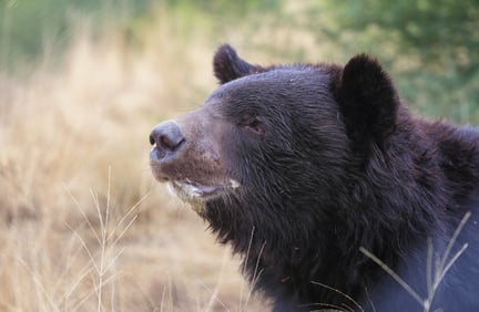 Bjørnen Tero i Balkasar-reservatet