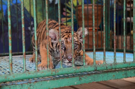 En fanget tigerunge i Sri Racha Tiger Zoo, Thailand