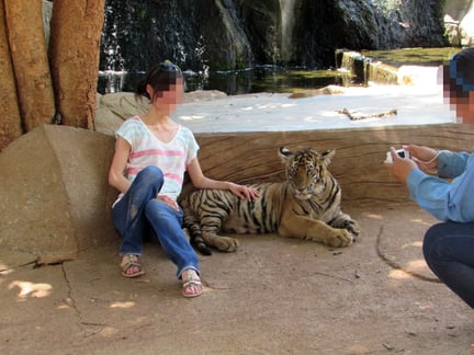 Berygtet tigertempel i Thailand genåbner under nyt navn