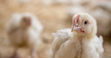Ny kurs hos Burger King og Tim Hortons vil give millioner af kyllinger i Nordamerika et bedre liv. 