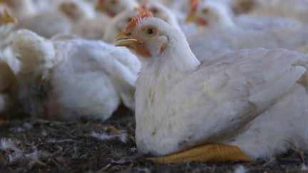 Nu vil Subway også sikre bedre kyllinge-velfærd