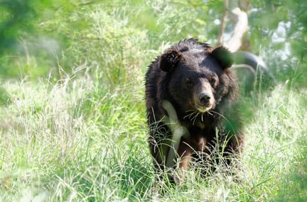 I bjørnereservatet i Pakistan får de bjørne, som vi redder fra en grusom skæbne, en ny chance i livet
