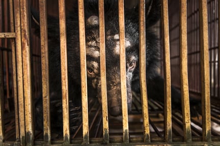 Ved at mikrochippe bjørne i fangenskab, er vi kommet et stort skridt tættere på at få stoppet Vietnams brutale bjørnegaldeindustri.