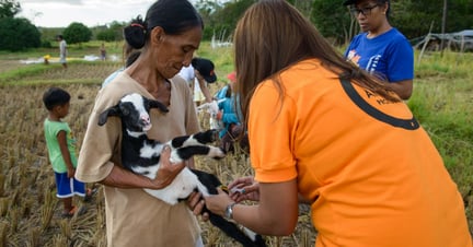 A World Animal Protection team member provide rapid emergency veterinary care to a goat after Tyhpoon Haima struck