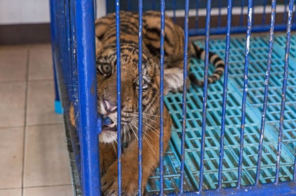 I turistindustrien i Thailand bliver tigerunger fjernet fra deres mødre alt for tidligt og brugt til turistselfies.