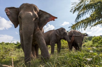 Elefantvenlig turisme er det varme samtaleemne på verdens største rejsemesse