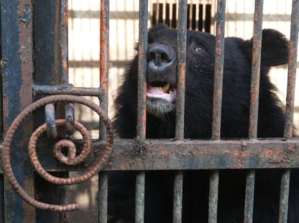 Sydkorea stopper avl af bjørne på bjørnegaldefabrikker