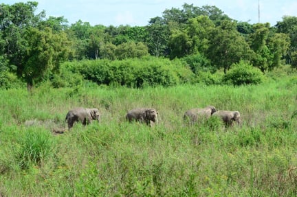 Europas første elefantreservat er på vej. Vi har støttet reservatet, hvor der i første omgang bliver plads til tre tidligere cirkuselefanter. 
