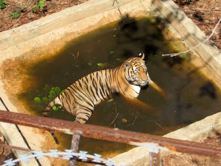 Hundredtusinder protesterer mod berygtet tigertempel i Thailand