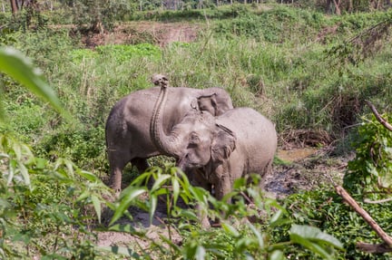 Vi vil hjælpe elefantlejre i Thailand med at skifte kurs, så elefanterne får bedre forhold