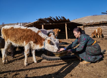 Vi hjælper nomader og deres dyr i Mongoliet